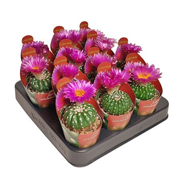 Notocactus Uebelmannianus Inermis Potcover