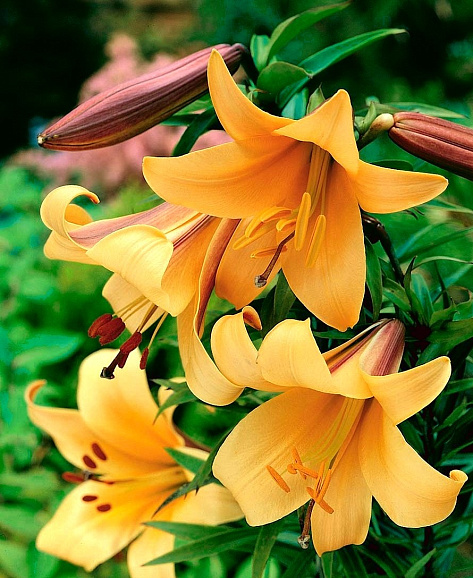 Лилия трубчатая Африкан Квин