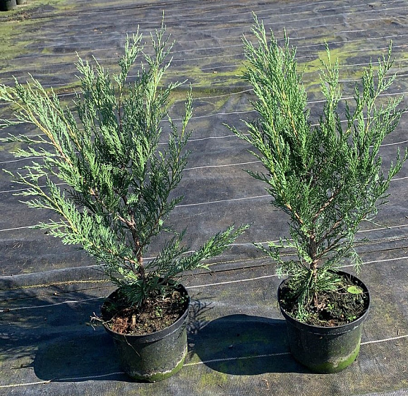 Можжевельник скальный Мунглоу