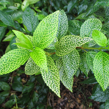 Форзиция зеленая Камсон (в тубе)