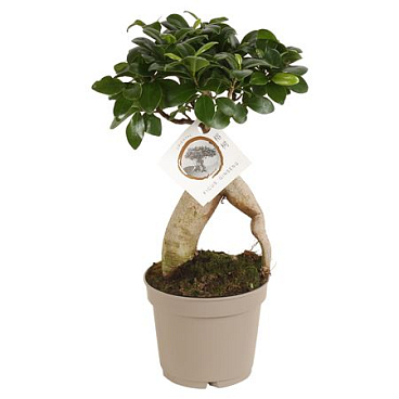 Ficus Ginseng Carbon Free Pot