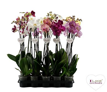 Phal 2st Mix 18+ (levo)