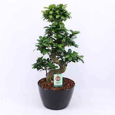 Ficus Ginseng S-type In Zwart Keramiek Met Bark