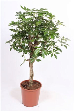 Schefflera Compacta Twisted Stem