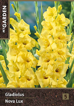 Гладиолус крупноцветковый Нова Люкс