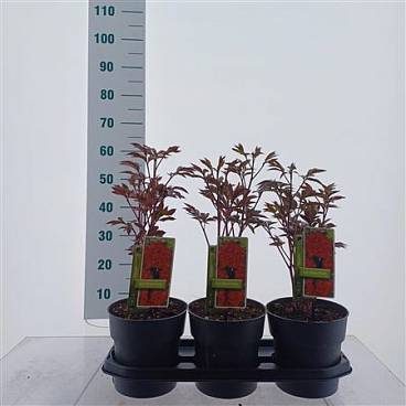 Paeonia Lactiflora Karl Rosenfield