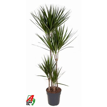 Drac Marginata 90-60-30-15.