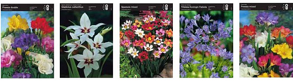 Луковичный Микс 1