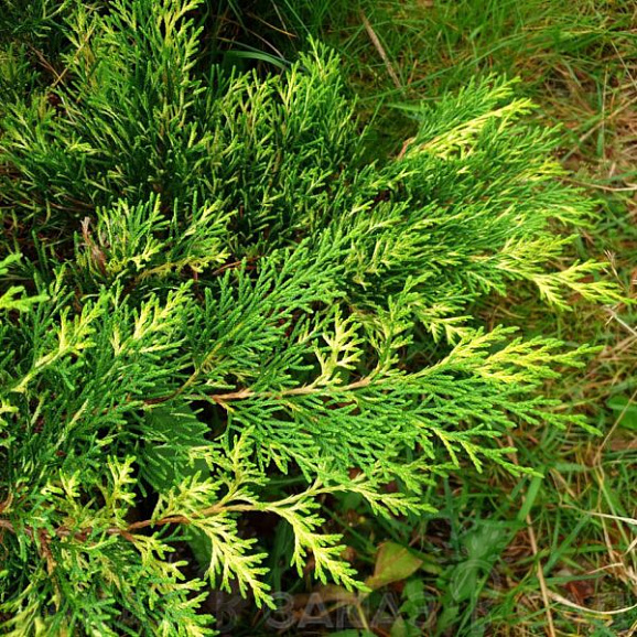 Микробиота перекрестнопарная Голд Спот