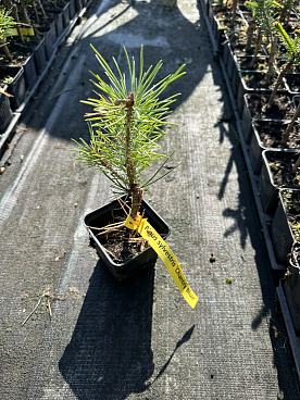 Сосна обыкновенная Шантри Блю