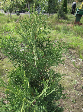 Туя западная Хабнер