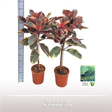Ficus El Belize 3pp