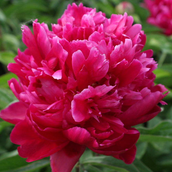 Пион травянистый Песнь Ветра в тубе