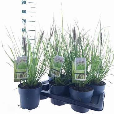 Pennisetum Alopecuroides Viridescens