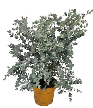 Eucalyptus Royal Collection Bush