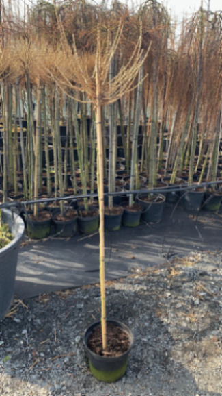 Лиственница европейская Корник штамб 90