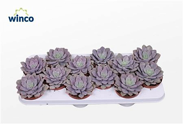 Echeveria Metallica