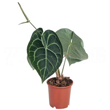 Антуриум кларинервиум