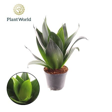 Sansevieria Black Dragon