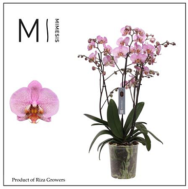 Phal 4st Marvellous Pink Special 50+ (orchid Growe