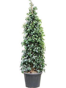 Ficus Benjamina 'danielle'