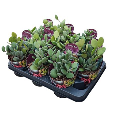 Xerosicyos Danguyi Potcover