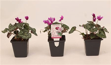 Cyclamen Hed Pink