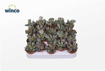 Adromischus Cooperii (tiger)