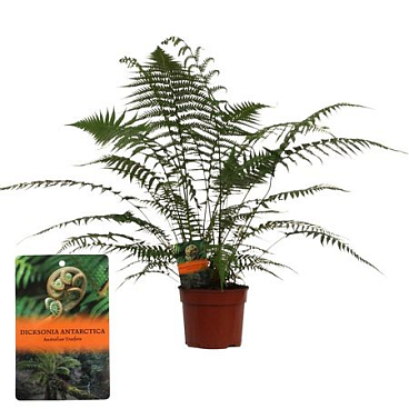 Dicksonia Antarctica (tasmaanse Boomvaren)