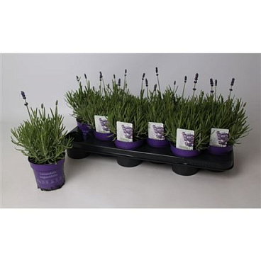 Лаванда узколистная Хидкот