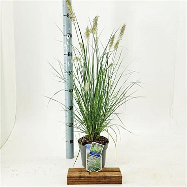 Pennisetum Alopecuroides Hameln.