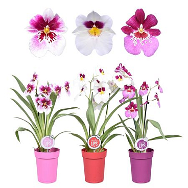 Miltonia 2st Mix More Lips