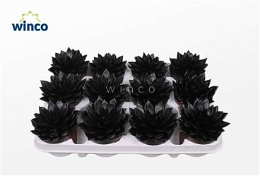 Echeveria Agavoides Paint Black