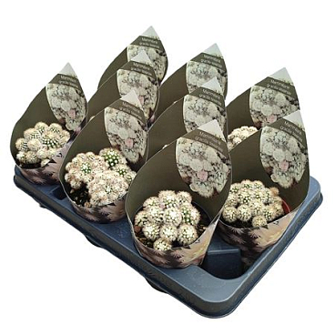 Покрытие Mammillaria Gracilis Texensis