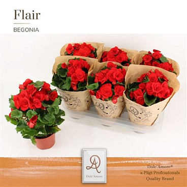 Begonia Red Kraft Sleeve (dolc'amore)
