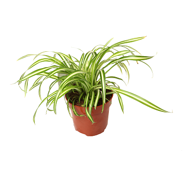 Хлорофитум Атлантик