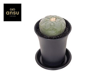 Cactus Lophophora Fricci