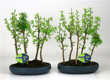Bonsai Pseudolarix Amabilis, Group Stem