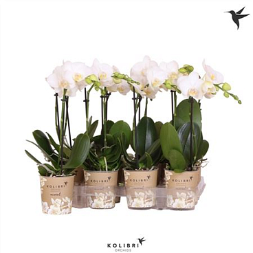 Phal Little Kolibri 1st White Potcover (ok)