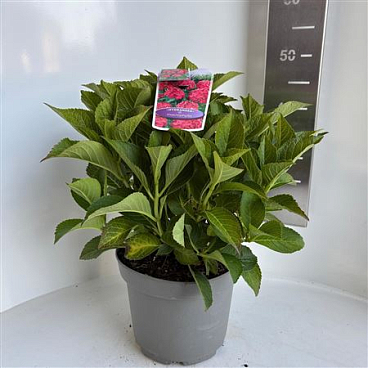 Hydrangea Ma Red