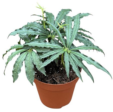 Anthurium Polyschistum
