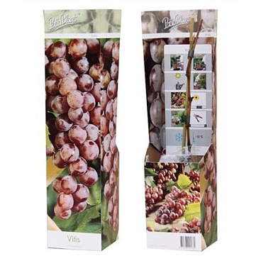 Vitis Vinifera Red