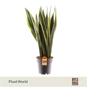 Sansevieria Laurentii Xl