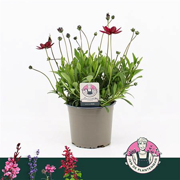 Cosmos Atrosanguineus Cherry Chocolate