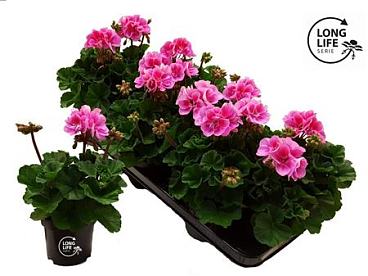 Pelargonium Zon Bicolor Purple (longlife)