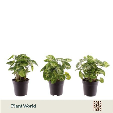 Syngonium Pixie (decorum)
