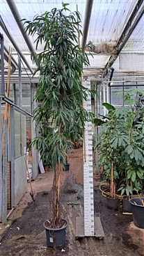 Ficus Alii Multistam 450