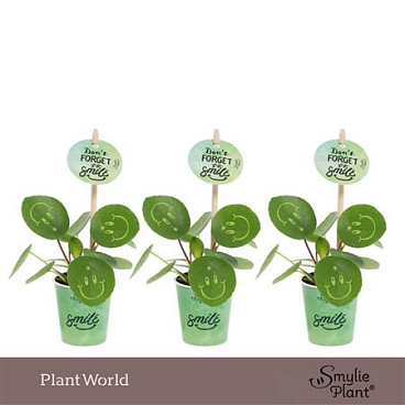 Pilea Smylie Plant Happy In Papercup