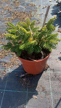 Пихта кефалинийская Мейерс Дварф