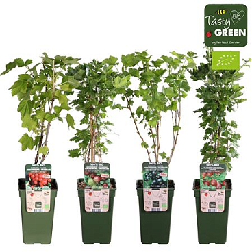 Ribes Mix Bio